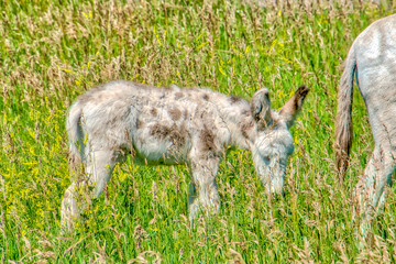 Donkeys Along the road at Custer State Park