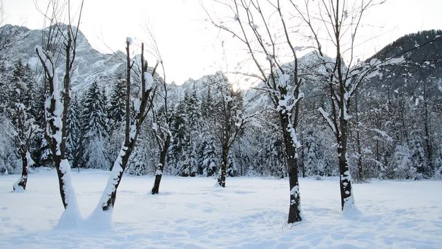 snow and forest