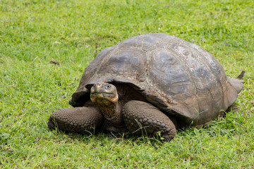 Naklejka na ściany i meble Galapagos Tortoise