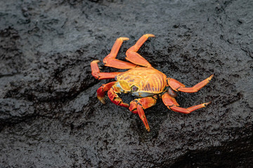 Sally Lightfoot Crab