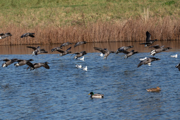 flock of brent geese 3