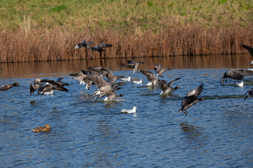 Obraz na płótnie Canvas flock of Brent geese