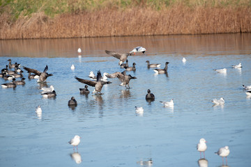 Geese landing