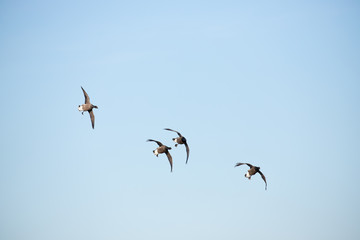 flock of birds in flight