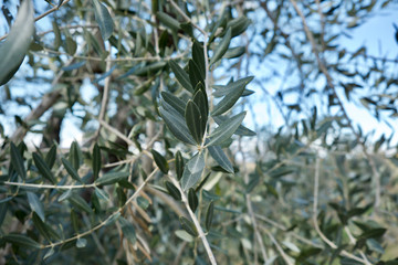Obraz na płótnie Canvas olive branches