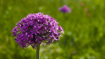 Fiore Viola