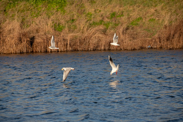 fishing in lake