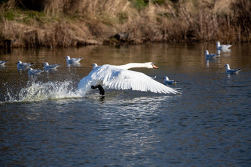 Swan lift