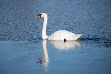 Fototapeta premium Reflected in ice