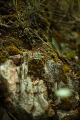 Moss covered stone