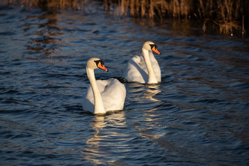 two swans on a lake