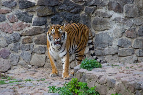 Tiger walking on a summer day