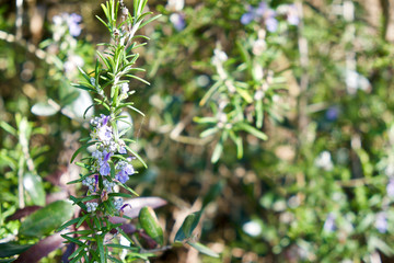 rosmarino in fiore nella stagione invernale in Toscana Italia
