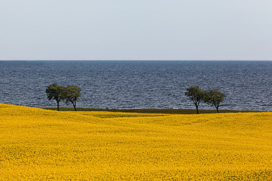 Rapeseed Field by the Ocean with Horizon in Osterlen Sweden