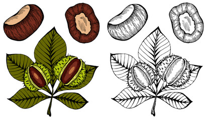 Vector illustration of set sketch hand drawn colorful chestnuts with leaves. Healthy vegan snack, autumn nature symbol, 3d fall holiday concept. Doodle leaf, nuts. - obrazy, fototapety, plakaty