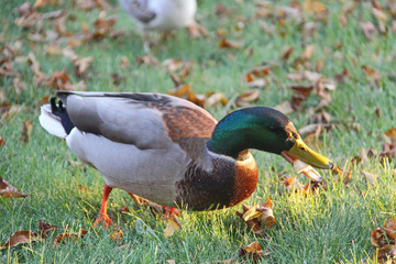 Gray-green duck on the background of green grass with yellow leaves holding a piece of food in its beak