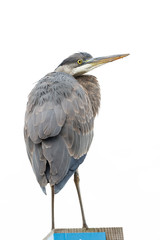 great blue heron