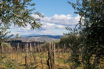 Chianti landscapes whit olive trees and vineyard 