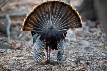 The rear end of a strutting, male wild turkey.