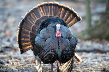 A wild tom turkey strutting with tail feathers fanned. - obrazy, fototapety, plakaty