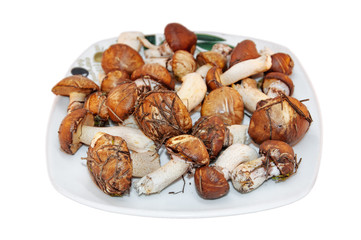 boletus mushrooms found in the forest on a background