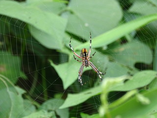 araña y telaraña 