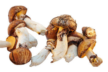boletus mushrooms found in the forest on a background