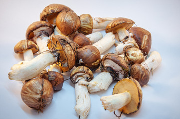 boletus mushrooms found in the forest on a background