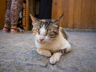 Stray cat spending time at the streets of Fez, Morocco