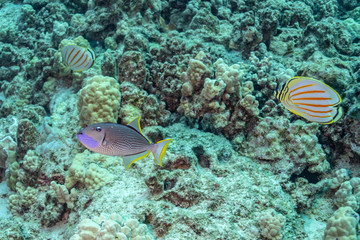 Naklejka na ściany i meble Colorful tropical fish swimming above coral reef