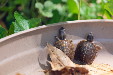 baby three toad box turtles