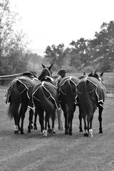 Man leads fresh polo horses in blankets. Vertical, view from the back, black and white.