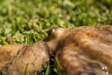 Hiding octopus under water in Portugal, Europe