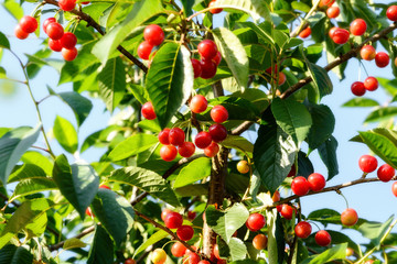 Sweet cherry berries on a tree branch