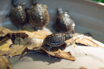 baby three toad box turtles
