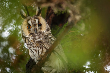 Beautiful owl in the tree looking on camera. Wild life photography