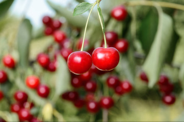 Sweet cherry berries on a tree branch close-up