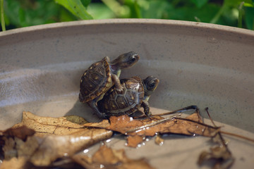baby three toad box turtles