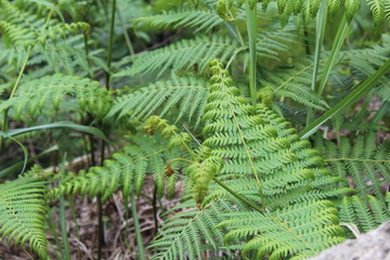 Fototapeta na wymiar fern in forest