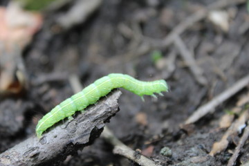 caterpillar on a leaf
