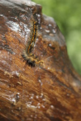 caterpillar on leaf