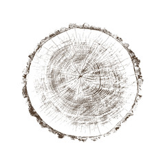 Wood texture of growth ring pattern from a slice of tree. Cut monotone wooden stump isolated on white.