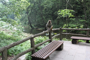 monkey sitting on  in park