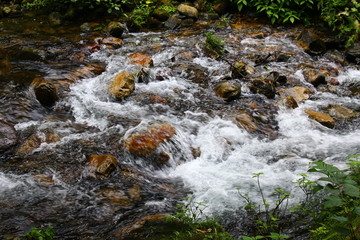 stream in forest