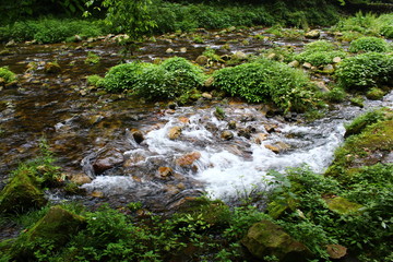 stream in forest