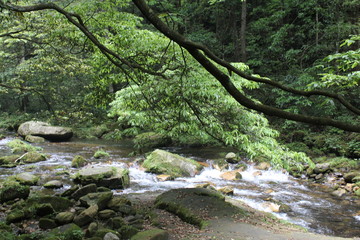mountain stream in the forest