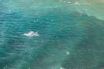 Beautiful aerial view of Atlantic Ocean with flying birds near the the coast of Portugal