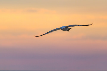Obraz premium White adult live seagull flies against the sunset sky in the afternoon