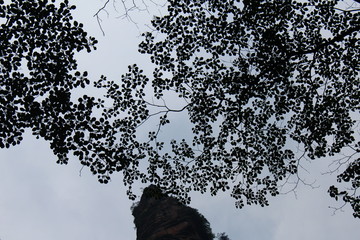 silhouette of a tree