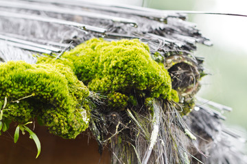 Moss and Straw Roof